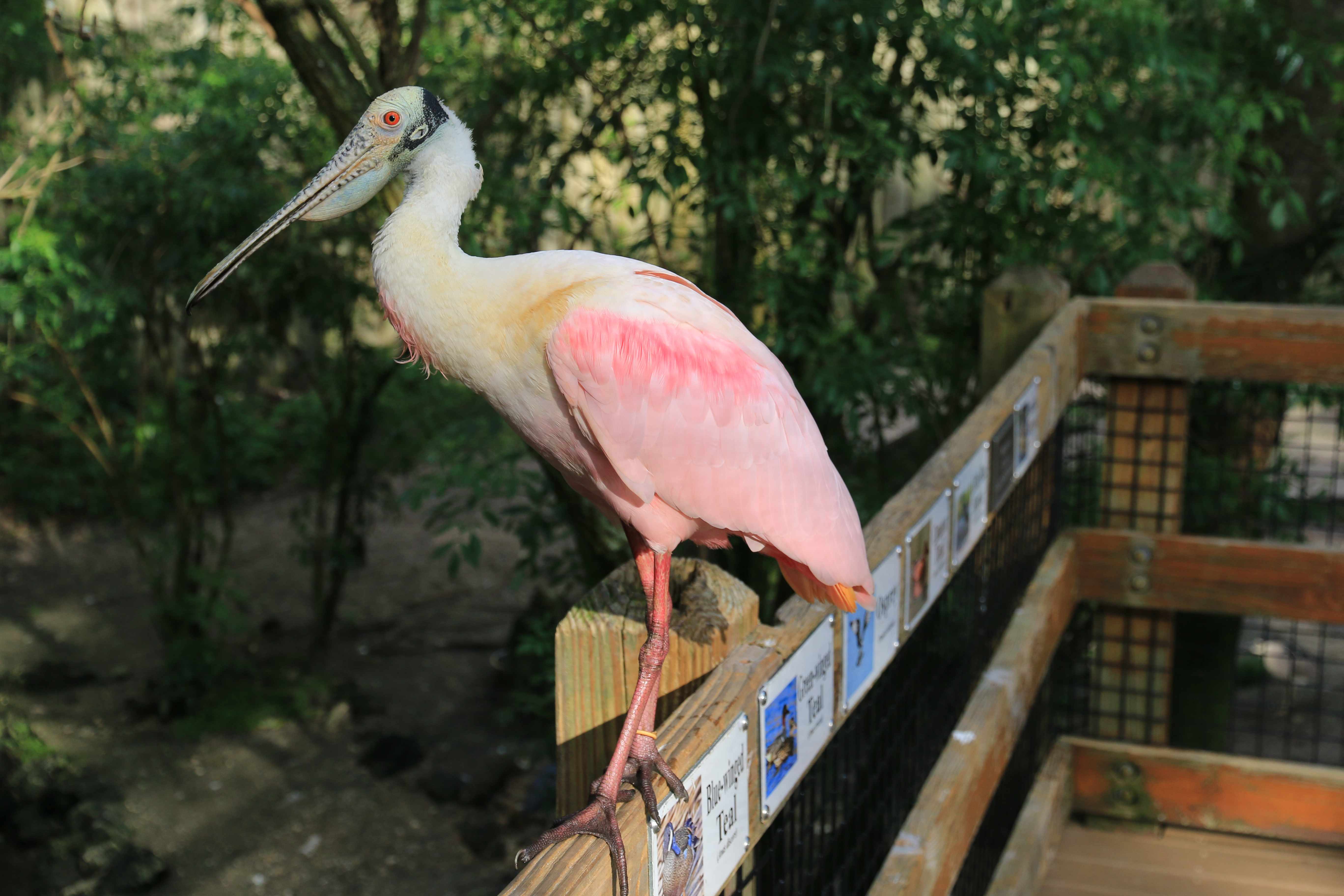 Spoonbill